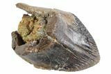 Gorgeous, Unworn Fossil Dinosaur (Triceratops) Crown - Wyoming #358263-1